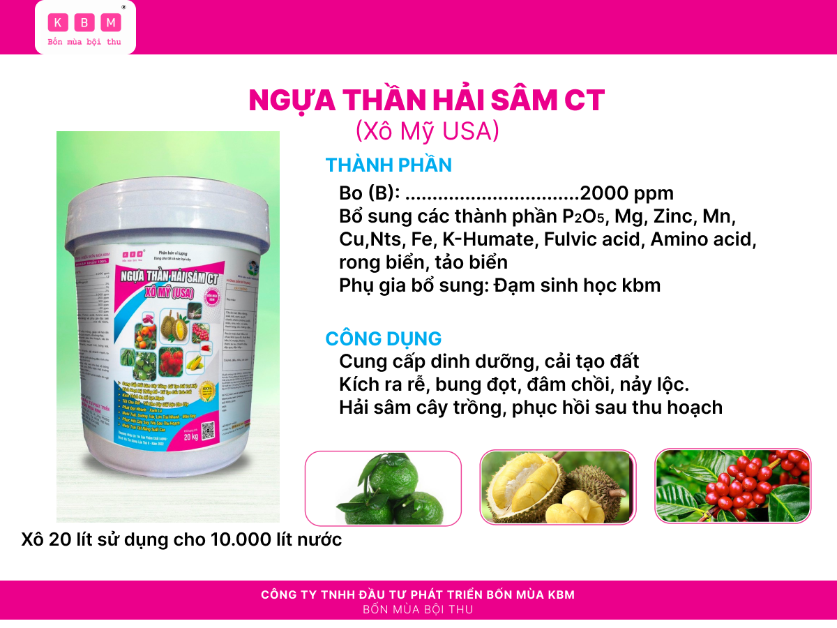  HẢI SÂM CÂY TRỒNG